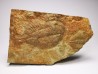 Ogygiocarella sp. - middle Ordovician - Wales