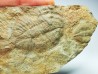 Ogygiocarella sp. - middle Ordovician - Wales