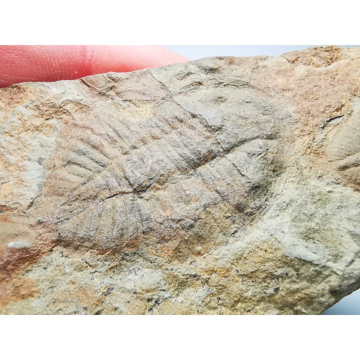 Ogygiocarella sp.  - middle Ordovician - Wales