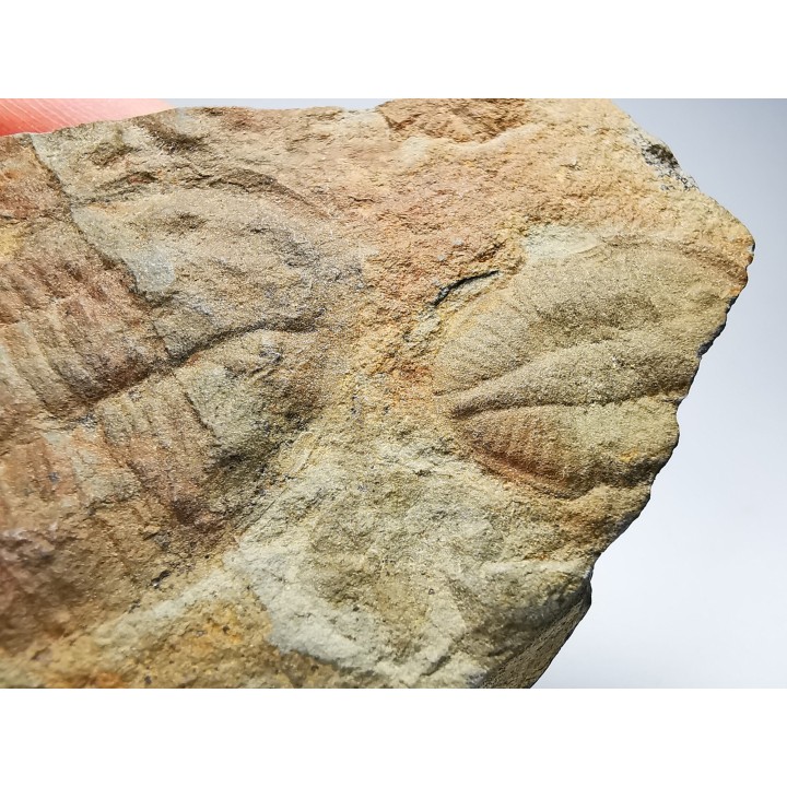 Ogygiocarella sp. - Ordovicien - Pays de Galles