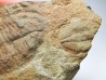 Ogygiocarella sp. - Ordovicien - Pays de Galles
