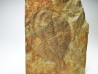 Ogygiocarella sp. - middle Ordovician - Wales