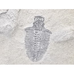Trilobite Bathyriscus fimbritus - middle Cambrian, Utah, USA