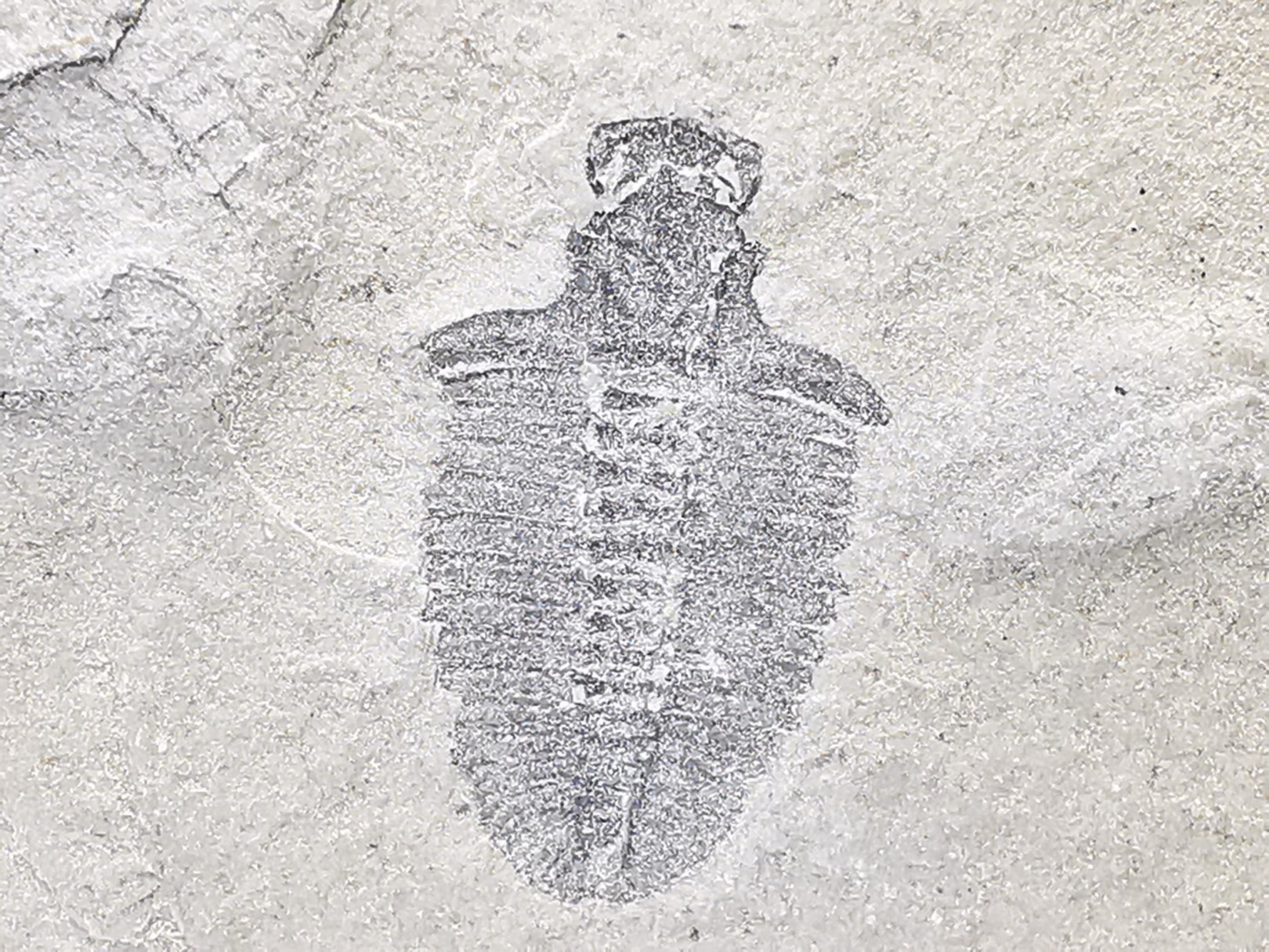 Trilobite Bathyriscus fimbritus - middle Cambrian, Utah, USA