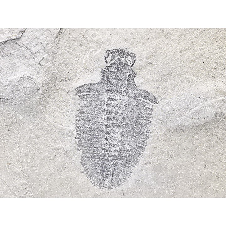 Trilobite Bathyriscus fimbritus - middle Cambrian, Utah, USA