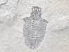 Trilobite Bathyriscus fimbriatus, Cambrien moyen, Utah, USA