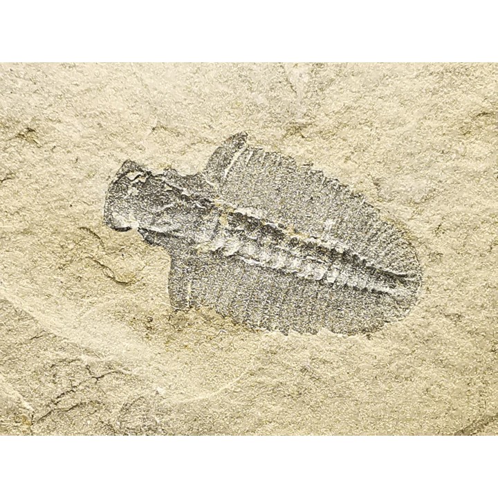 Trilobite Bathyriscus fimbriatus, Cambrien moyen, Utah, USA