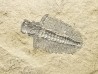Trilobite Bathyriscus fimbriatus, Cambrien moyen, Utah, USA