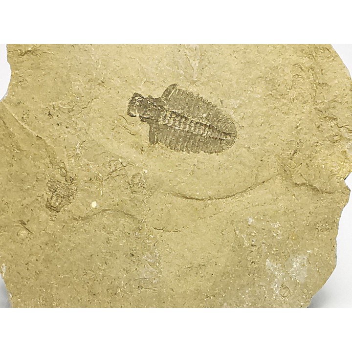 Trilobite Bathyriscus fimbriatus, Cambrien moyen, Utah, USA