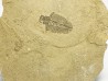 Trilobite Bathyriscus fimbriatus, Cambrien moyen, Utah, USA