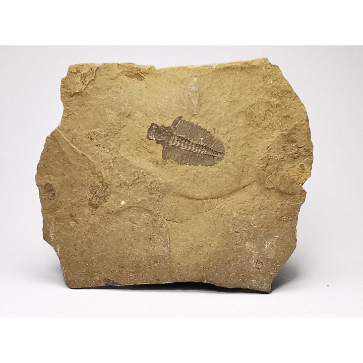Trilobite Bathyriscus fimbritus - middle Cambrian, Utah, USA