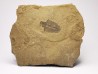 Trilobite Bathyriscus fimbriatus, Cambrien moyen, Utah, USA