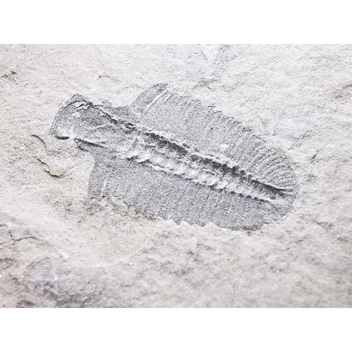 Trilobite Bathyriscus fimbritus - middle Cambrian, Utah, USA