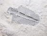 Trilobite Bathyriscus fimbritus - middle Cambrian, Utah, USA