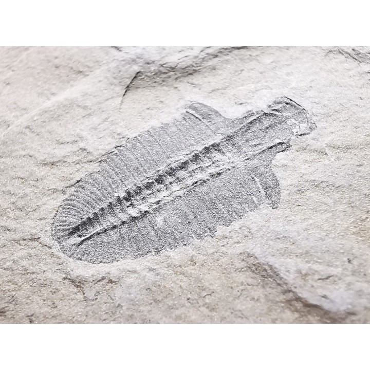 Trilobite Bathyriscus fimbriatus, Cambrien moyen, Utah, USA