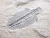 Trilobite Bathyriscus fimbritus - middle Cambrian, Utah, USA