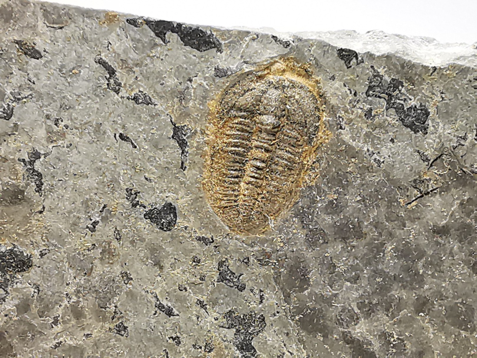 Trilobite Brachyaspidion microps - middle Cambrian, Utah, USA
