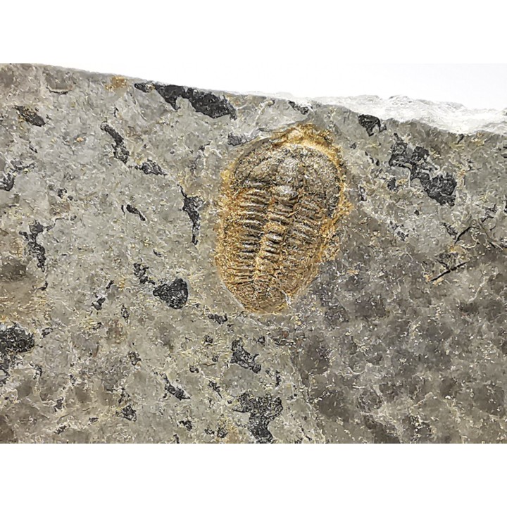 Trilobite Brachyaspidion microps - middle Cambrian, Utah, USA