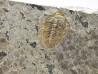 Trilobite Brachyaspidion microps, Cambrien moyen, Utah, USA