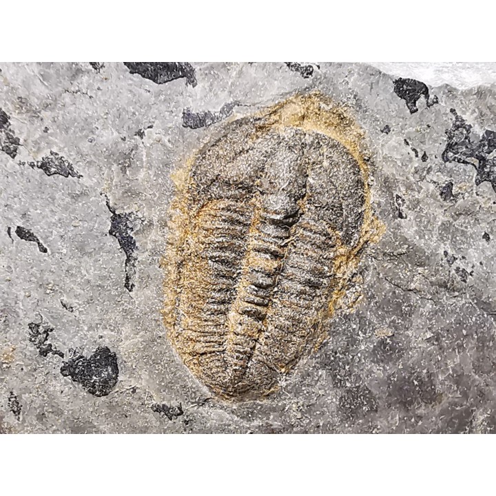 Trilobite Brachyaspidion microps - middle Cambrian, Utah, USA