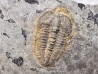 Trilobite Brachyaspidion microps, Cambrien moyen, Utah, USA