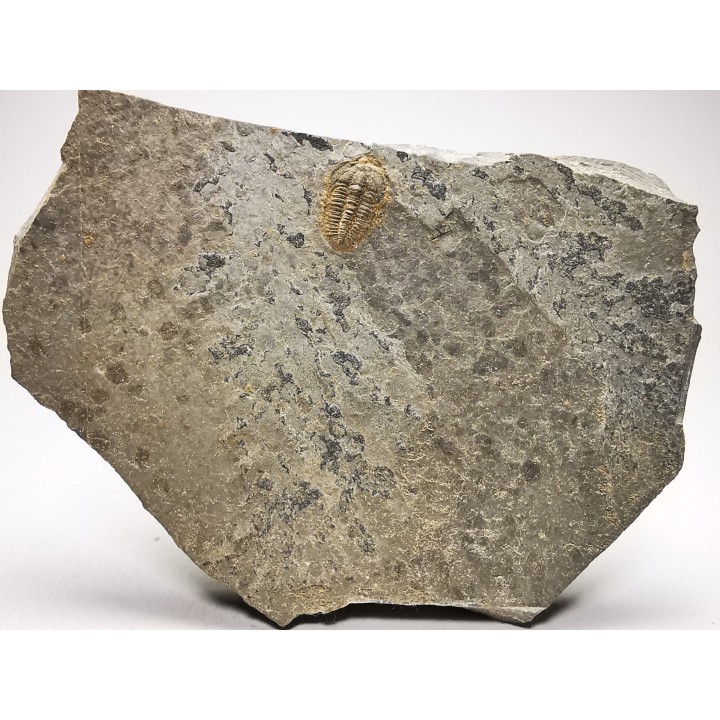 Trilobite Brachyaspidion microps - middle Cambrian, Utah, USA