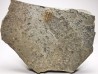 Trilobite Brachyaspidion microps - middle Cambrian, Utah, USA