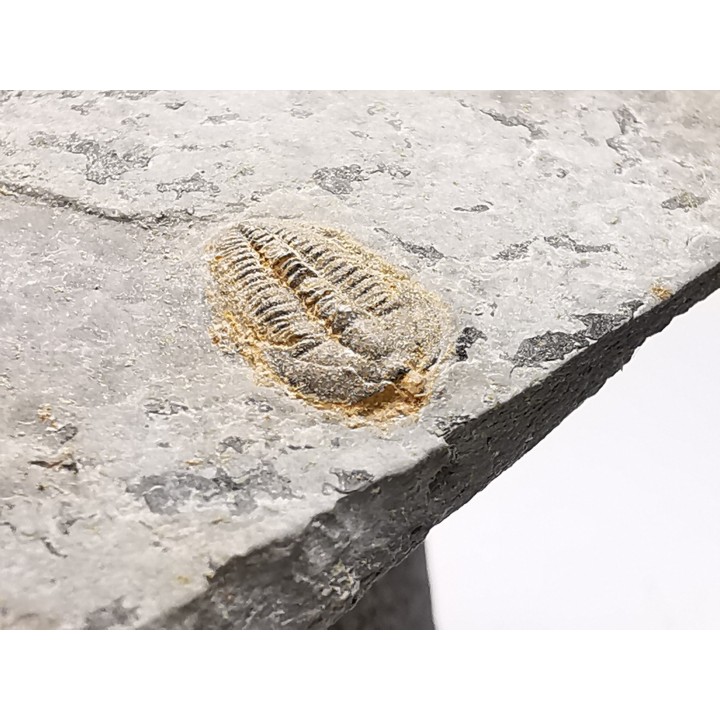 Trilobite Brachyaspidion microps - middle Cambrian, Utah, USA