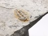Trilobite Brachyaspidion microps, Cambrien moyen, Utah, USA
