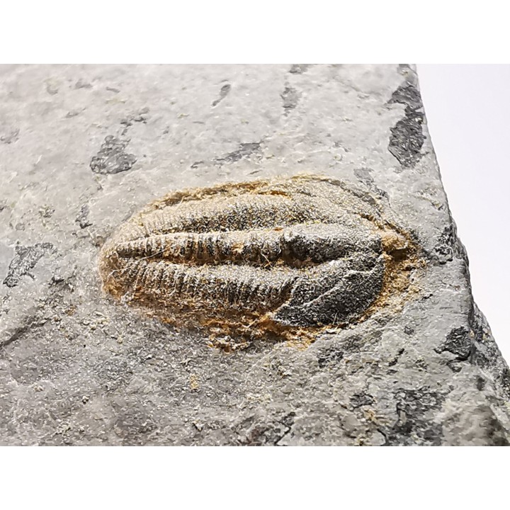Trilobite Brachyaspidion microps - middle Cambrian, Utah, USA