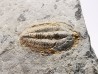 Trilobite Brachyaspidion microps, Cambrien moyen, Utah, USA