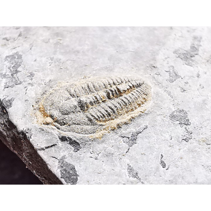 Trilobite Brachyaspidion microps, Cambrien moyen, Utah, USA