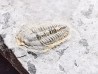 Trilobite Brachyaspidion microps, Cambrien moyen, Utah, USA