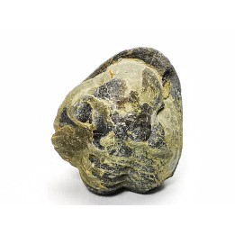 Ditomopyge scitula  - Pennsylvanian - Salesville Shale - Texas, USA