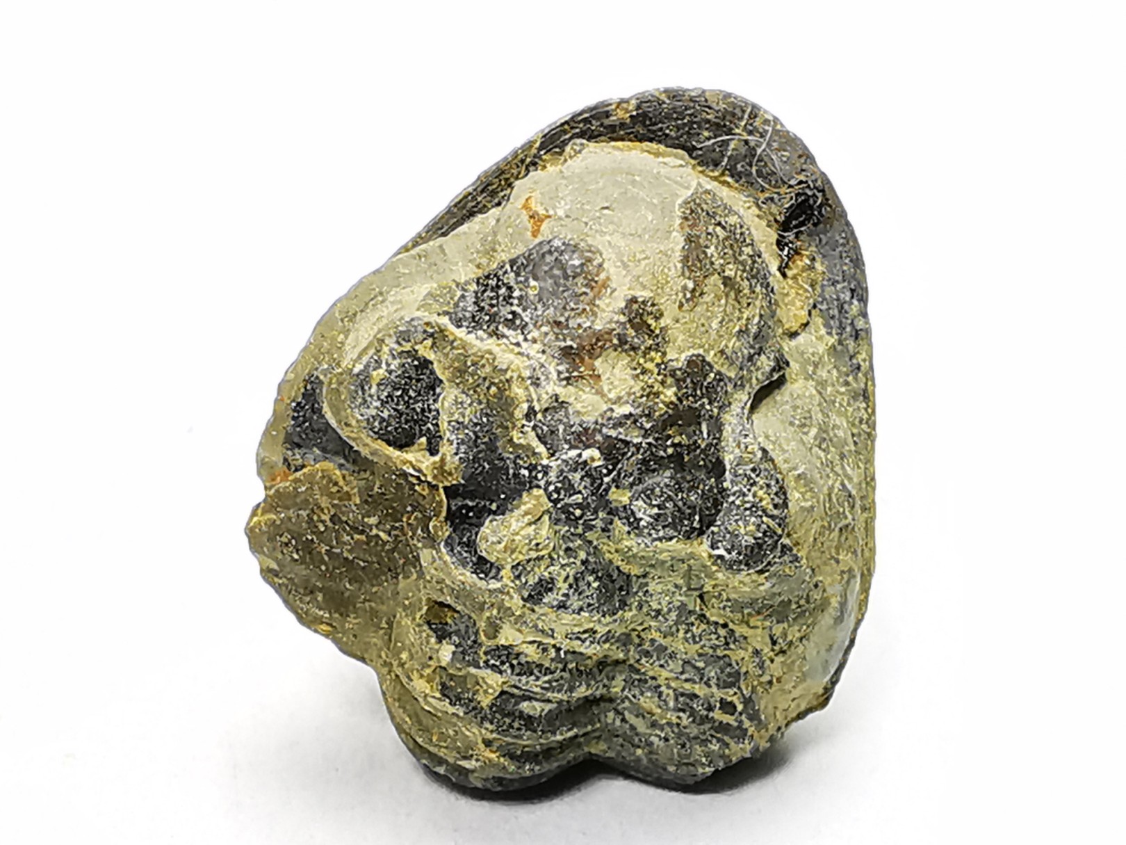 Ditomopyge scitula - Pennsylvanian - Salesville Shale - Texas, USA