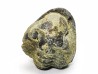 Ditomopyge scitula  - Pennsylvanien - Saleville Shale - Texas, USA