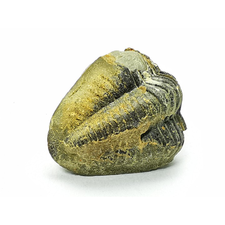 Ditomopyge scitula  - Pennsylvanien - Saleville Shale - Texas, USA