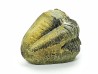 Ditomopyge scitula  - Pennsylvanien - Saleville Shale - Texas, USA