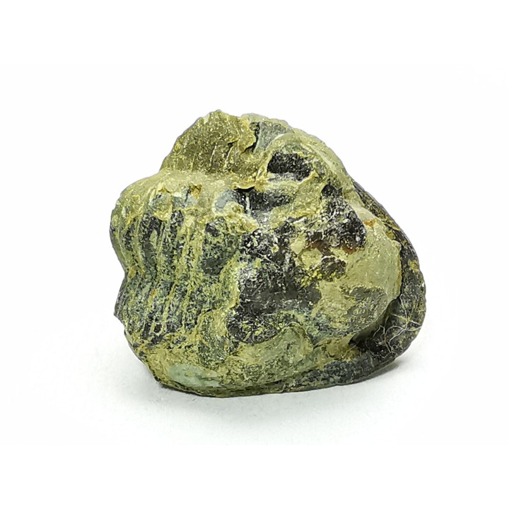 Ditomopyge scitula  - Pennsylvanien - Saleville Shale - Texas, USA