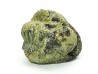 Ditomopyge scitula  - Pennsylvanien - Saleville Shale - Texas, USA