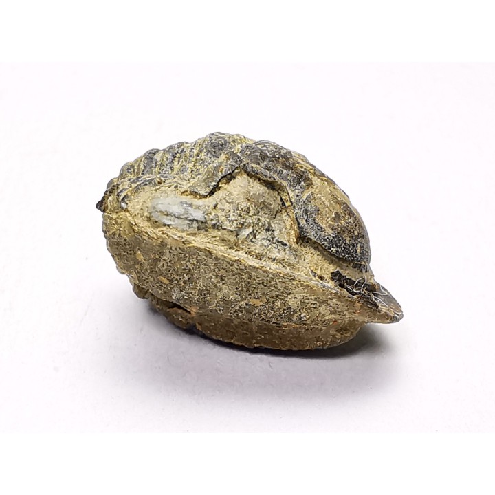 Ditomopyge scitula  - Pennsylvanien - Saleville Shale - Texas, USA