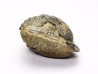 Ditomopyge scitula  - Pennsylvanien - Saleville Shale - Texas, USA