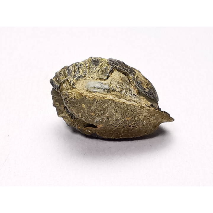 Ditomopyge scitula  - Pennsylvanien - Saleville Shale - Texas, USA