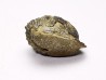 Ditomopyge scitula  - Pennsylvanien - Saleville Shale - Texas, USA