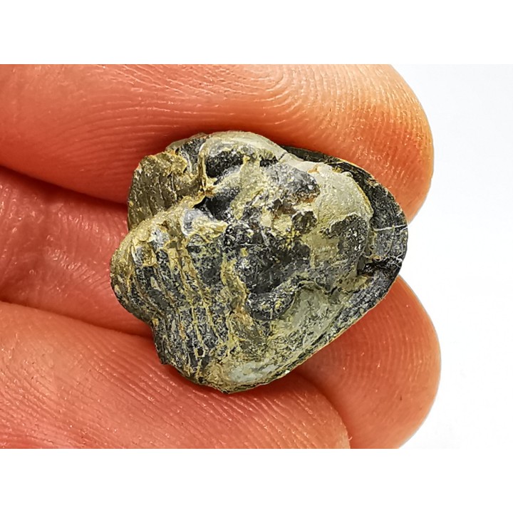 Ditomopyge scitula  - Pennsylvanien - Saleville Shale - Texas, USA