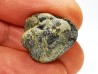 Ditomopyge scitula  - Pennsylvanien - Saleville Shale - Texas, USA
