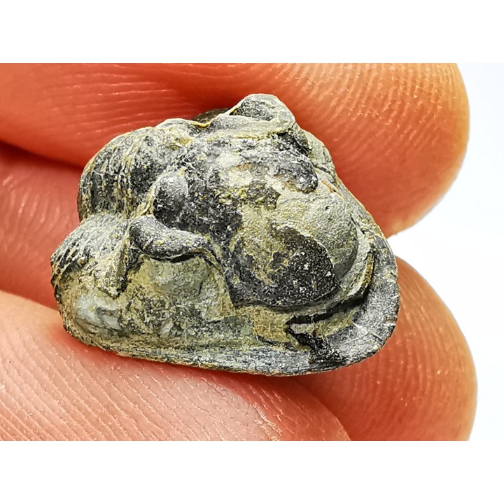 Ditomopyge scitula  - Pennsylvanien - Saleville Shale - Texas, USA