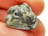 Ditomopyge scitula  - Pennsylvanien - Saleville Shale - Texas, USA