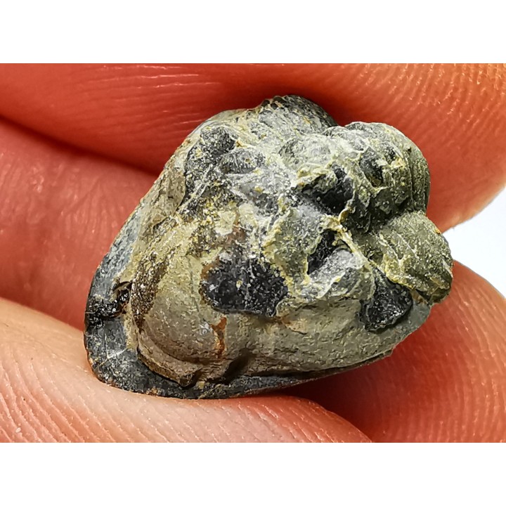 Ditomopyge scitula  - Pennsylvanien - Saleville Shale - Texas, USA