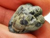 Ditomopyge scitula  - Pennsylvanien - Saleville Shale - Texas, USA